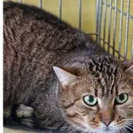 Kot do adopcji, Wrocław, 13 stycznia 2026