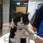 Znaleziono kota, Szczecin, 21 stycznia 2026