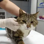 Znaleziono kota, Szczecin, 20 stycznia 2026