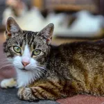 Oddam kota, Elbląg, 23 stycznia 2026