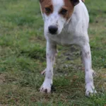 Pies do adopcji, Grudziądz, 22 grudnia 2025