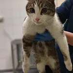 Znaleziono kota, Lublin, 22 stycznia 2026