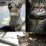 Oddam kota, Elbląg, 23 stycznia 2026