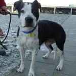 Znaleziono psa, Szczecin, 21 stycznia 2025