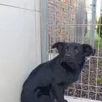 Pies do adopcji, Bełchatów, 29 października 2025