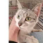 Kot do adopcji, Wrocław, 21 stycznia 2026