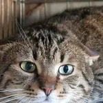 Kot do adopcji, Wrocław, 13 stycznia 2026