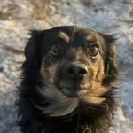 Pies do adopcji, Bydgoszcz, 21 stycznia 2026