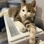 Kot do adopcji, Tychy, 22 grudnia 2025