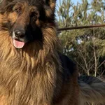 Pies do adopcji, Pieczyska, 22 stycznia 2026