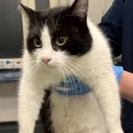 Znaleziono kota, Lublin, 21 stycznia 2026