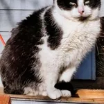 Kot do adopcji, Piła, 15 maja 2024