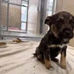 Pies do adopcji, Kraków, 22 stycznia 2026