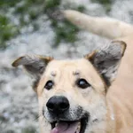 Oddam psa, Borucice, 24 stycznia 2026