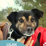 Lilak