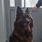 Znaleziono psa, Lublin, 23 stycznia 2026