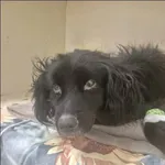 Znaleziono psa, Grudziądz, 23 stycznia 2026