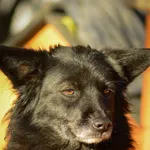 Oddam psa, Elbląg, 24 stycznia 2026