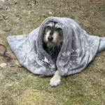 Znaleziono psa, Wrocław, 24 stycznia 2026