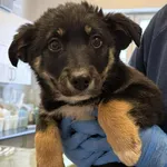 Znaleziono psa, Lublin, 22 stycznia 2026