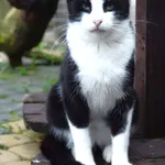 Oddam kota, Elbląg, 24 stycznia 2026