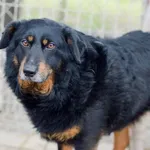 Dżeki - niekonfliktowy, wspaniały psiak szuka domu 