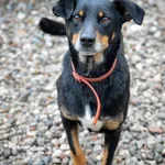 Puszek - psi anioł do pokochania!