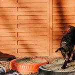 Pies do adopcji, Czartki, 23 stycznia 2026