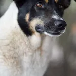 Oddam psa, Janowo, 25 stycznia 2026