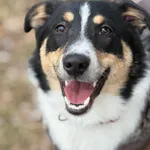 Pies do adopcji, Jelenia Góra, 20 stycznia 2026