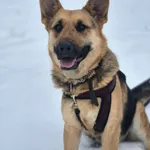 Oddam psa, Warszawa, 25 stycznia 2026