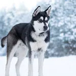 Pies do adopcji, Nowodwór, 21 stycznia 2026