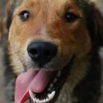 Oddam psa, Karolewo, 25 stycznia 2026