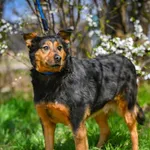 Oddam psa, Elbląg, 25 stycznia 2026