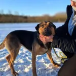 Pies do adopcji, Radom, 24 stycznia 2026