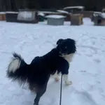 Pies do adopcji, Zgierz, 10 grudnia 2025