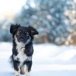 Pies do adopcji, Nowodwór, 25 stycznia 2026