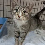 Kot do adopcji, Olsztyn, 5 stycznia 2026