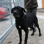 Znaleziono psa, Oborniki, 20 stycznia 2026