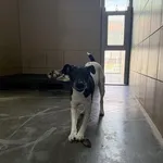 Pies do adopcji, Kraków, 11 stycznia 2026