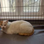 Kocurek poz. 26/039/K