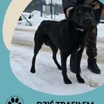 Znaleziono psa, Dąbrówka, 23 stycznia 2026