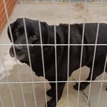 Znaleziono psa, Wałbrzych, 17 stycznia 2026