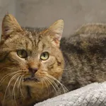 Znaleziono kota, Sosnowiec, 23 stycznia 2026