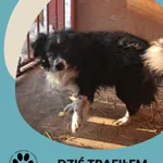 Znaleziono psa, Dąbrówka, 20 stycznia 2026