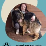 Znaleziono psa, Dąbrówka, 23 stycznia 2026