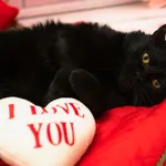 Znaleziono kota, Sosnowiec, 15 stycznia 2026