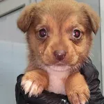 Znaleziono psa, Lublin, 24 stycznia 2026