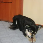 Pies do adopcji, Nowy Dwór Mazowiecki, 26 stycznia 2026