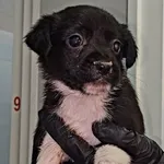 Znaleziono psa, Lublin, 24 stycznia 2026